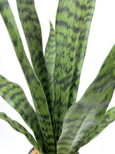 Load image into Gallery viewer, Artificial Snake Plant 22.5" Faux Agave Fake Sansevieria Artificial Potted Plants for Indoor and Outdoor Home Office Décor (White Pot)
