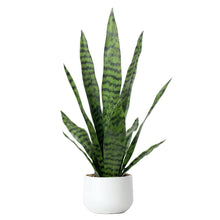Load image into Gallery viewer, Artificial Snake Plant 22.5&quot; Faux Agave Fake Sansevieria Artificial Potted Plants for Indoor and Outdoor Home Office Décor (White Pot)
